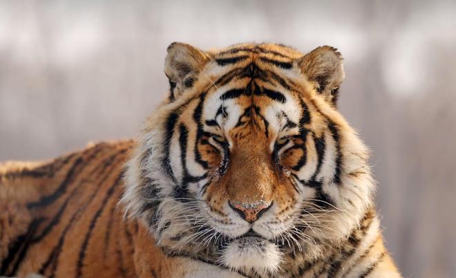 熊猫体育直播-吉林东北虎坐失良机，遭遇三连败